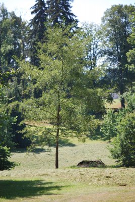 Acer saccharinum - javor stříbrný - letní habitus (53)